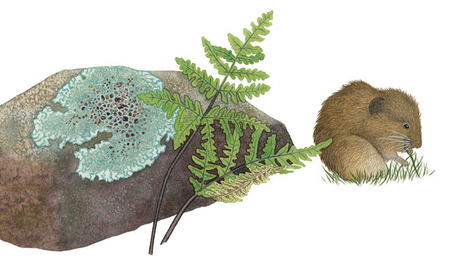 Watercolor painting of a Townsend's vole nibbling grass next to a goldback fern and a rock with cumberland rock shield lichen