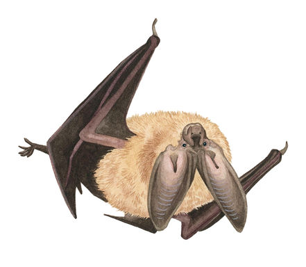 Watercolor painting of a Townsend'd big-eared bat