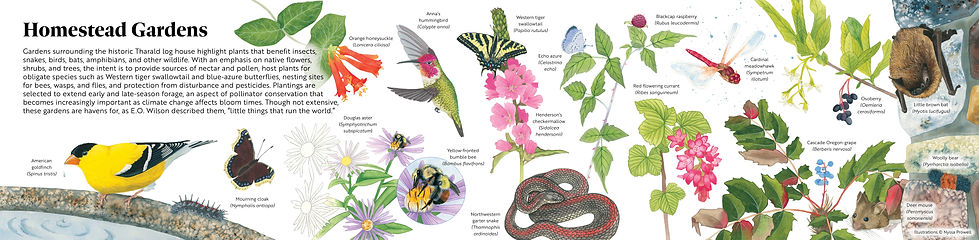 Illustrated panel made up of detailed watercolor paintings of plants and animals found in a homestead garden on Shaw Island, WA.