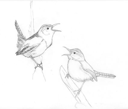 Sketchbook page of pencil drawings of a Pacific wren and a Bewick's wren with their beak's open in song. 