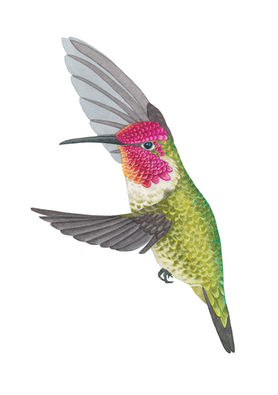Watercolor painting of an Anna's hummingbird with brilliant shiny feathers
