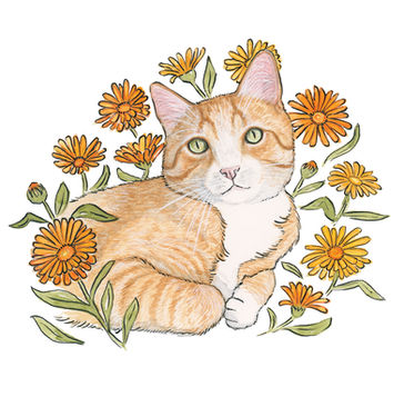 Watercolor painting of an orange house cat surrounded by calendula flowers