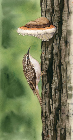 Watercolor painting of a brown creeper bird climbing up a tree trunk with a red-belted conk mushroom above it