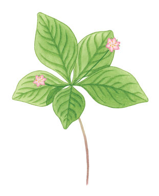 Watercolor painting of a Western starflower