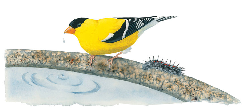 Watercolor painting of an American goldfinch sipping from a bird bath next to a mourning cloak butterfly caterpillar