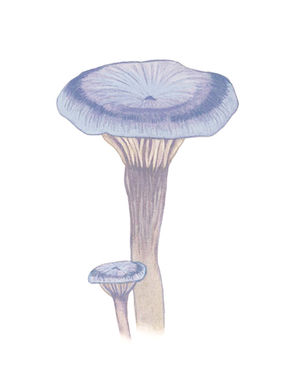 Watercolor painting of the humpback mushroom