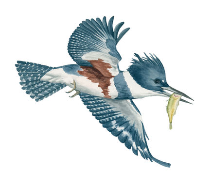 Watercolor painting of a belted kingfisher with a freshly caught fish