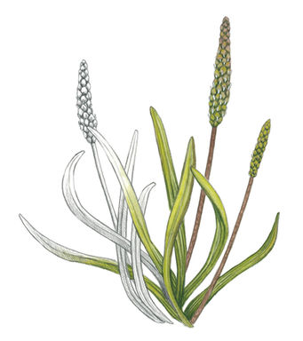 Watercolor painting of sea plantain