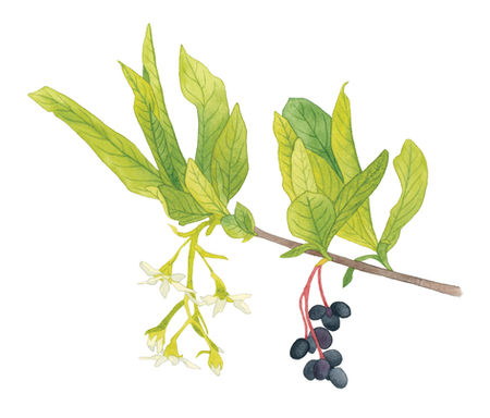 Watercolor painting of an osoberry branch showing blooms and fruits
