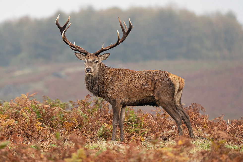 Bradgate Park