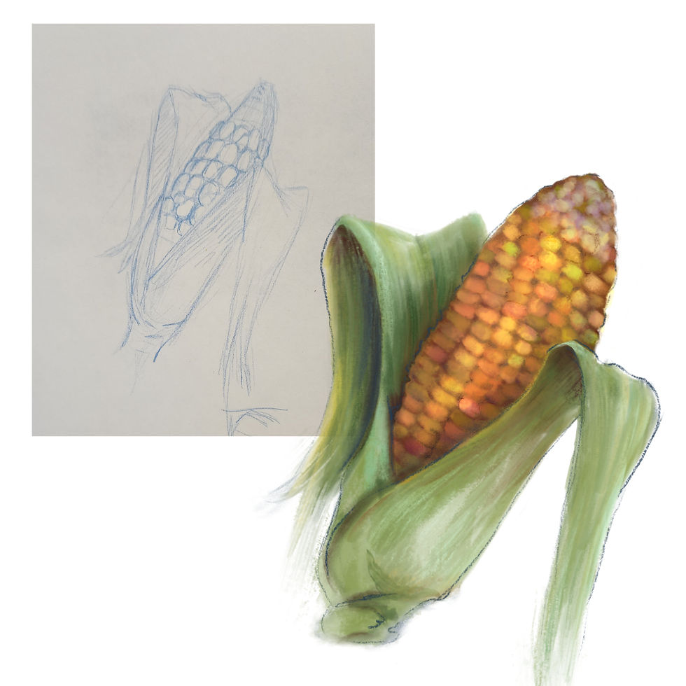 Corn Cob Sketch and Final