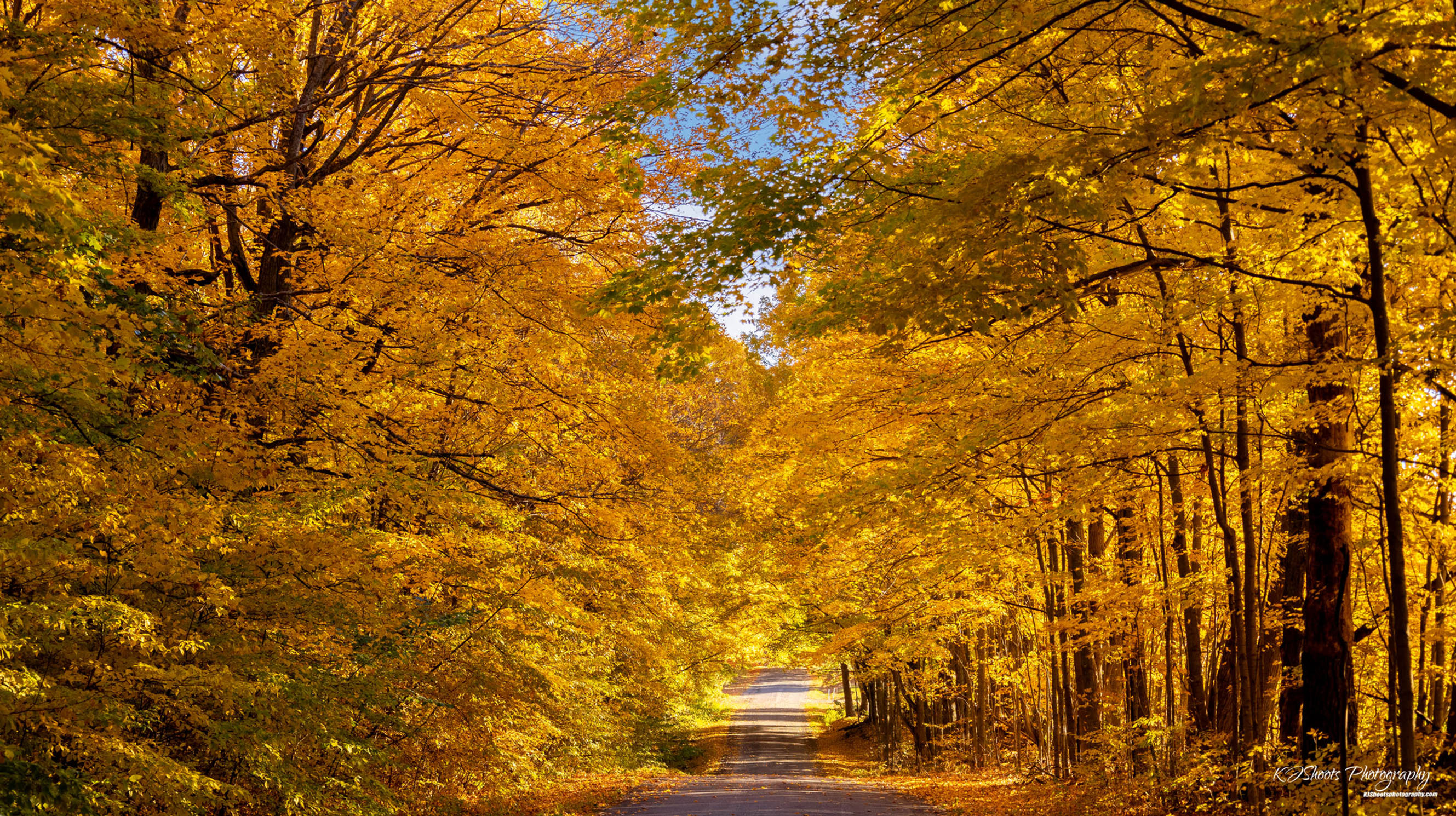 Leave's Fall Photography 