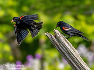 Blackbirds-challenge4s.jpg