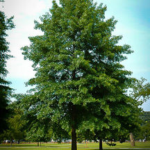 pin-oak-1.jpg