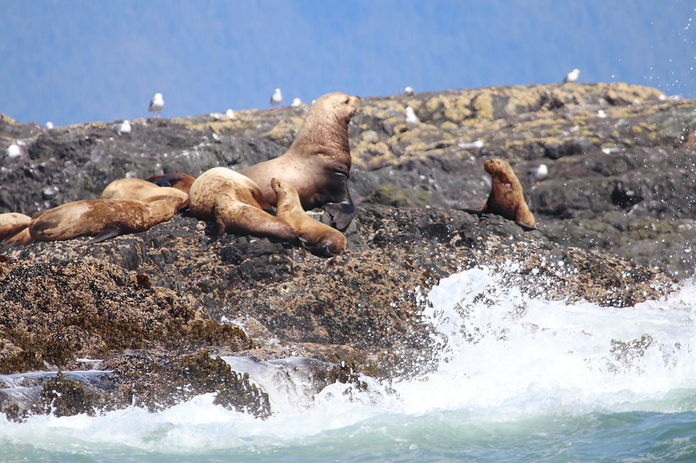 sea lions