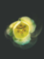 I Brought You Flowers