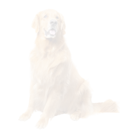 foto de um Golden retriever ao lado da esteira para cães Adogster 