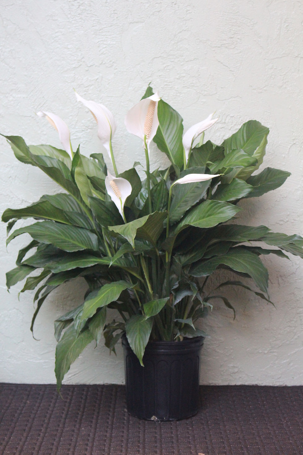 Thumbnail: Spathiphyllum (Peace Lilly)