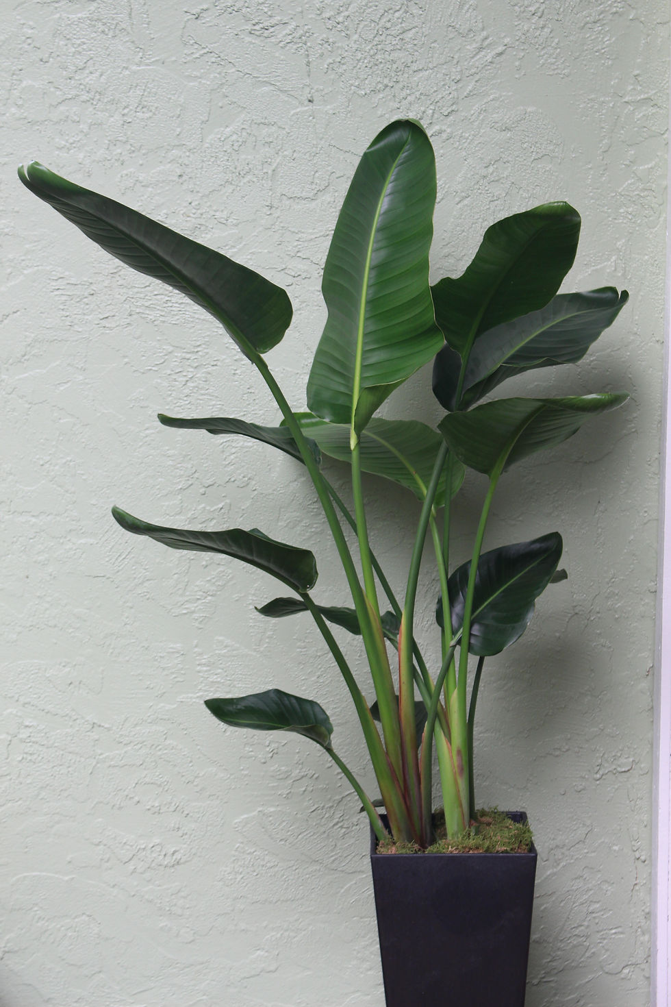 Thumbnail: Bird of Paradise