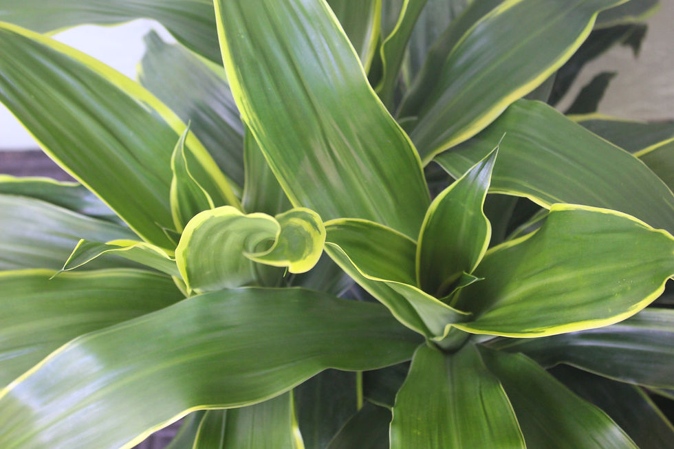 Thumbnail: Dracaena 'Art'