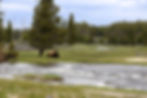 Yellowstone NP