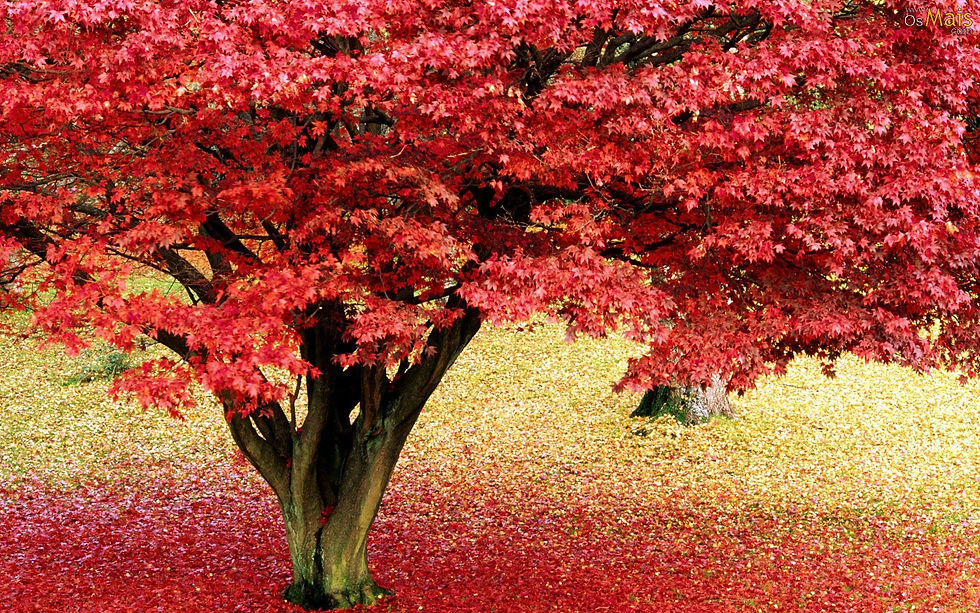 arvore-outono-wallpaper.jpg