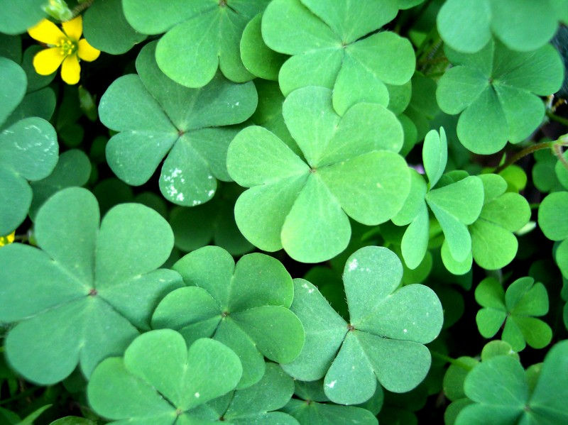 1949-leaf-800x600.jpg