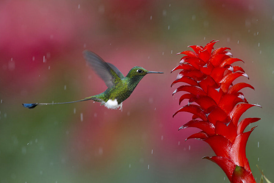 111278__hummingbird-bird-flower-nature-time-photo-color-coral-green-white-drops-