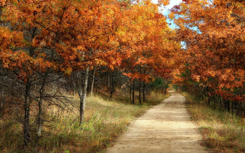 caminho-bosque-wallpaper.jpg