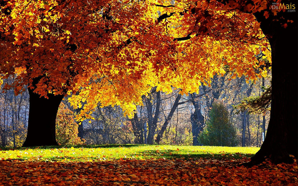 lindas-arvores-no-outono-wallpaper.jpg