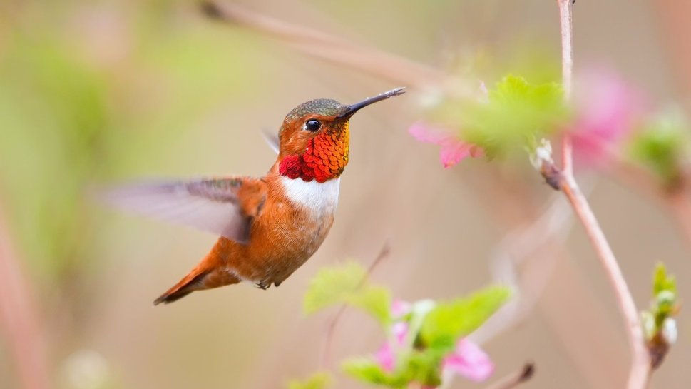270428__beautiful-orange-red-hummingbird_p.jpg