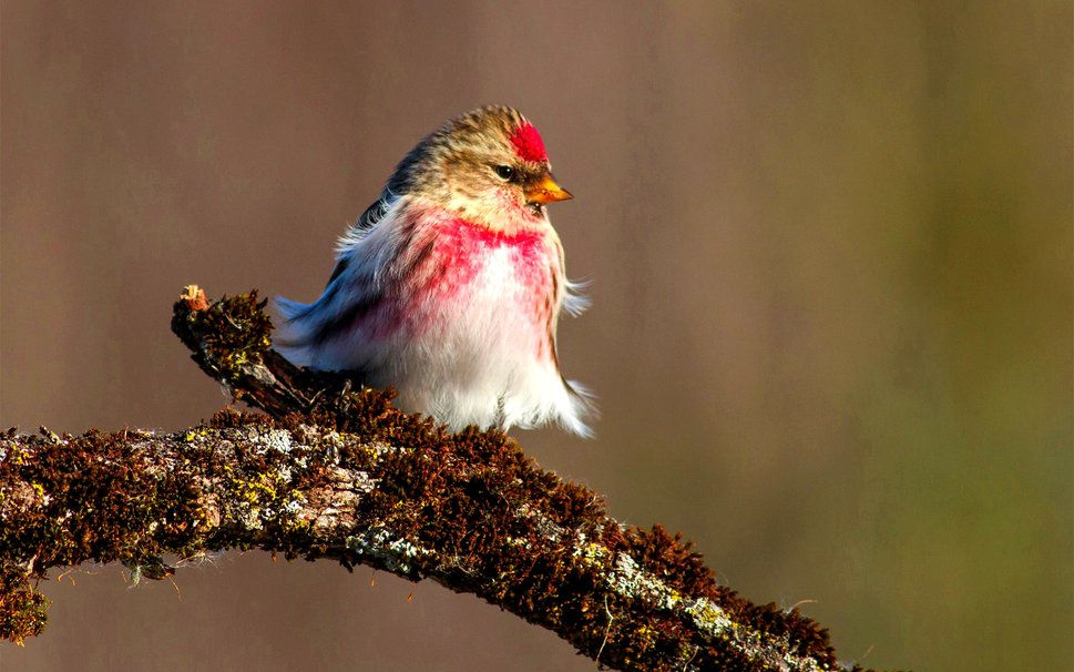 101360__cute-birdie_p.jpg