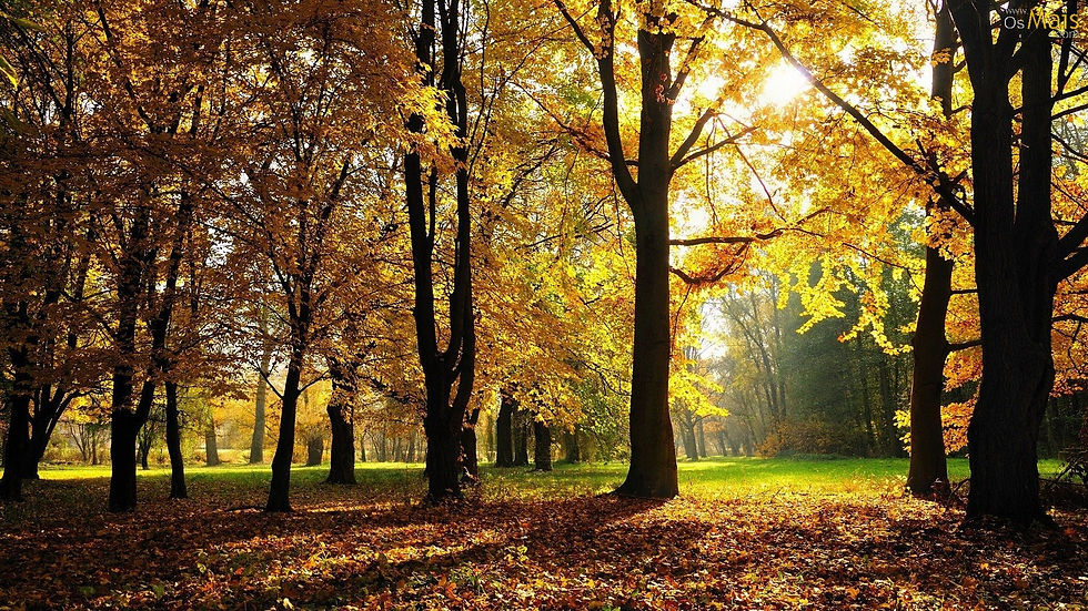 bosque-ensolarado-no-outono-wallpaper.jpg