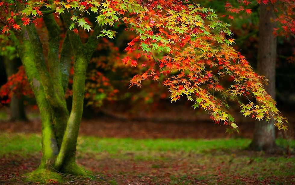 beautiful-autumn-tree-47351.jpg