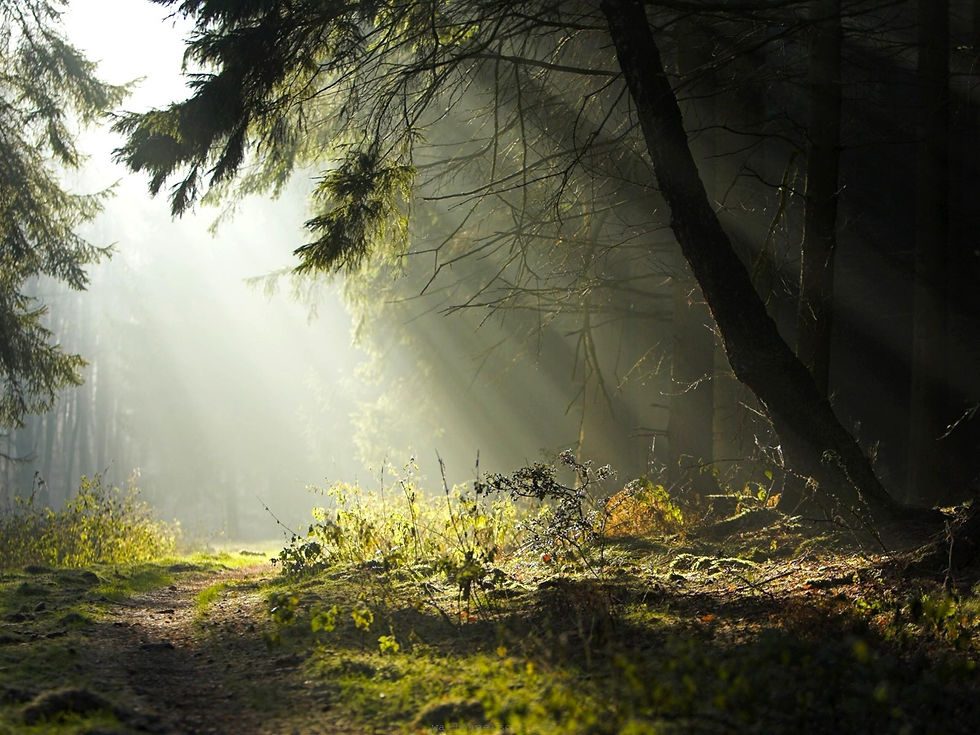 nature-forest-landscape-wallpaper-sfondo-1920x2560.jpg