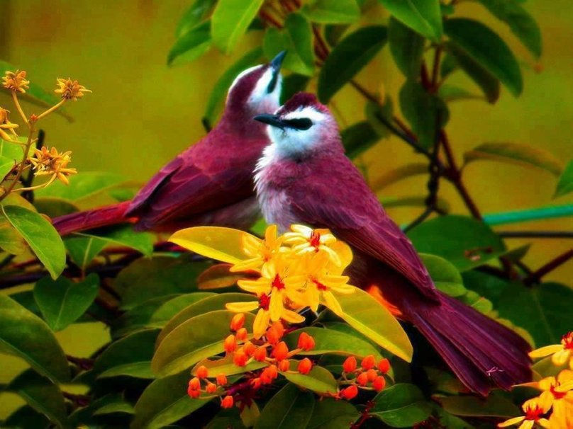 114638__colorful-birds_p.jpg