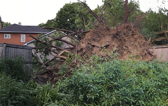 This image shows the enormous exposed root ball that was pulled out of the ground by a fierce wind