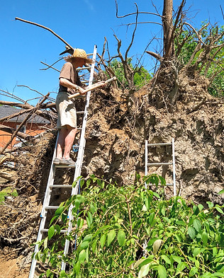 A man stands on a ladder in front of a large root ball scraping clay from the roots of a downed tree