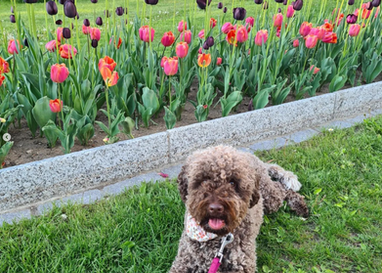 lagotto female