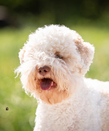 lagotto romagnolo