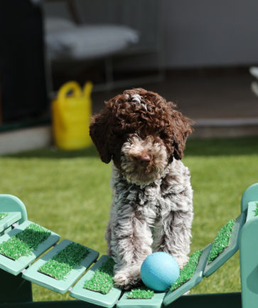 Lagotto puppy available