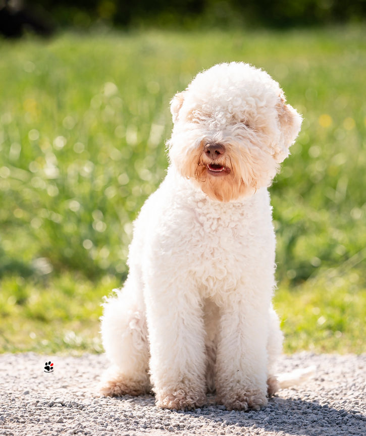 lagotto romagnolo