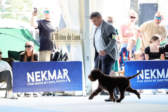 Lagotto movement