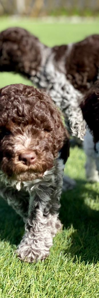lagotto