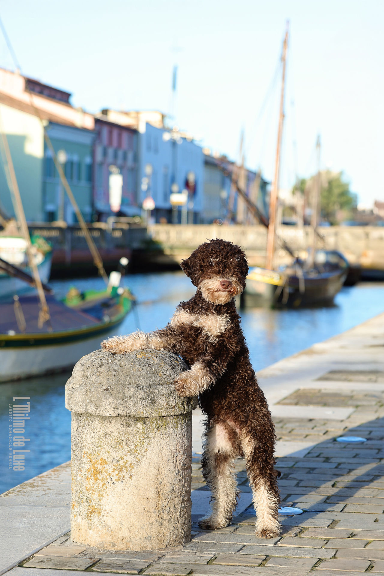Lagotto puppy brown tan L'Milmo de Luxe Kennel