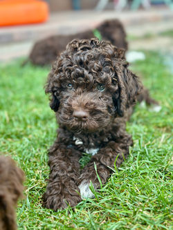 6,5weeks