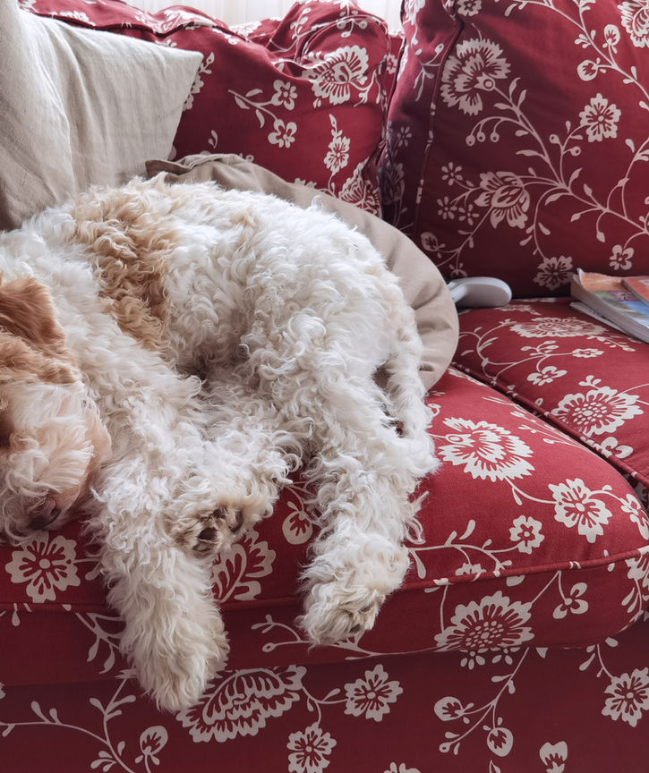 Lagotto as familydog