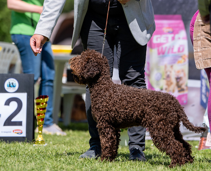 lagotto romagnolo brown puppy L'Milmo de Luxe La Belle Mélodie