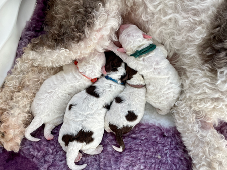 Új alom : Summer Vibes alom