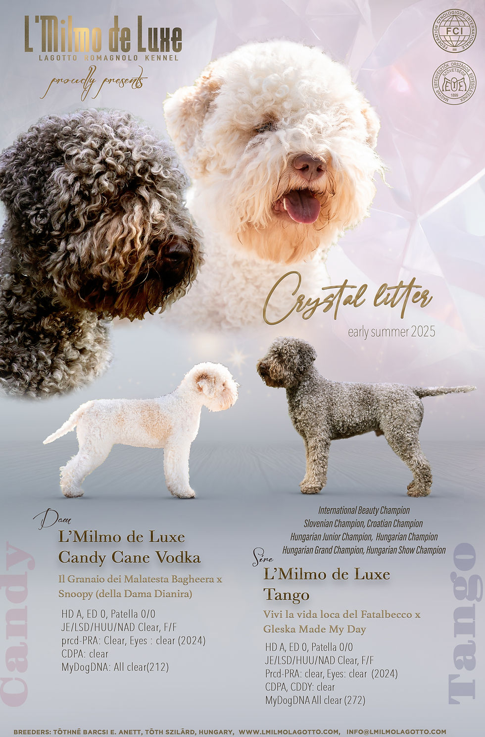 Lagotto alom 2025, Lagotto litter, Olasz vízikutya kiskutya, Eladó kölyök